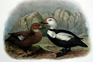 Extinct Collection: Illustration: Labrador duck- from Rothschild 1907, original artwork by J G Keulemans