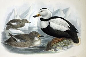 Images Dated 15th November 2005: Illustration: Labrador duck- from Rowley 1877