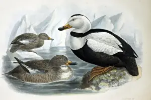 Illustrations Prints: Illustration: Labrador duck- from Rowley 1877