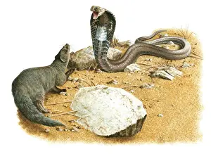 Illustration Prints: Illustration ~ Mongoose versus Cobra