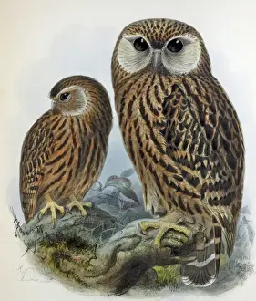 Print Prints: Illustration - New Zealand Laughing owl