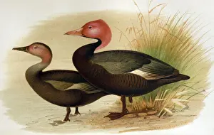 Print Prints: Illustration: Pink headed duck, India- from Baker 1908. Original artwrok by H Gronvold