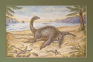 Images Dated 19th April 2012: Illustration - Plesiosaur laying her eggs on a