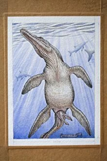 Birth Gallery: Illustration - Pliosaur's viviparous birth. Cretaceous