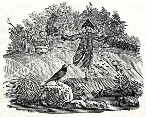 Corvid Collection: Illustration - Scarecrow, woodcut by Thomas Bewick