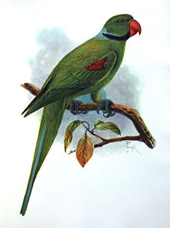 Extinct Collection: Illustration: Seychelles parakeet- from Rothschild 1907, original artwork by J G Keulemans