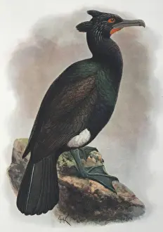 Illustration: Spectacled cormorant, Kamchatka. From Rothschild 1907, original artwork by J G Keulemans