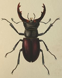 Images Dated 15th November 2005: Illustration: Stag beetle (male)