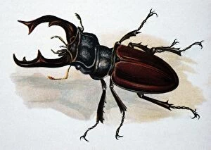 Illustration: Stag Beetle (male)