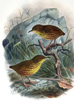 Illustration: Stephen Island Wren, New Zealand. From Buller 1905, original artwork by J G Keulemans