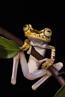 Images Dated 27th June 2011: Imbabura Treefrog (Hypsiboas picturatus)
