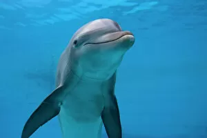 IMG 6609 Bottlenose Dolphin - swimming underwater