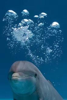 Img 8088 bottlenose dolphin swimming underwater