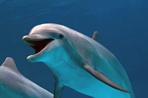 IMG 8656 Bottlenose Dolphin - swimming underwater