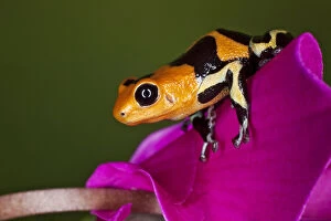 Images Dated 13th July 2011: Imitator Poison-Dart Frog (Ranitomeya Imitator)