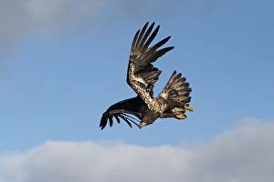Images Dated 5th March 2004: Immature Bald Eagle in flight. Homer Alaska