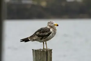 Immature Pacific Gull At Kingston, Tasmania, Australia