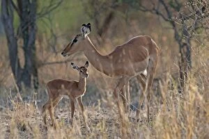 Impala - adult with young