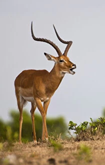 Impala (Aepyceros melampus) calling, Kenya