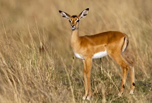 Impala (Aepyceros melampus) in grass, Kenya