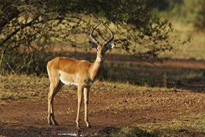 Stag Gallery: Impala (Aepyceros melampus) Maasai Mara