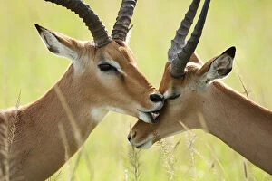 Impala, Aepyceros melampus, in the Masai