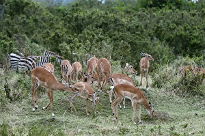 Impala (Aepyceros melampus), Masai Mara