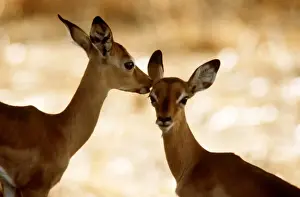 Fawn Prints: Impala Calves, Luangwa National Park, Zambia, Africa