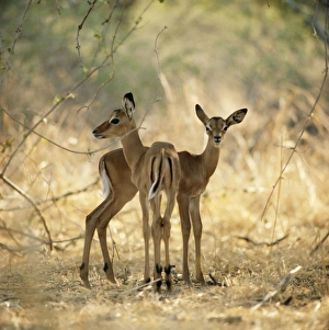 Images Dated 11th June 2004: Impala Calves, Luangwa National Park