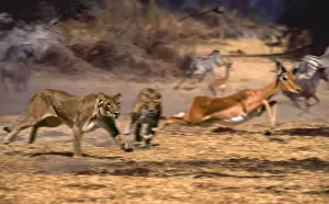 Impala chased by Lions CRH 923 M Moremi, Botswana Panthera leo & Aepyceros melampus © Chris Harvey / ardea. com