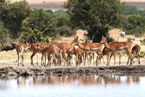 Impala - drinking at waterhole