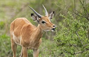 Impala - feeding on leaves