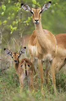 Images Dated 14th November 2006: Impala - female with calf