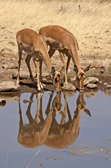 Images Dated 5th September 2009: Impala - two females drinking at waterhole