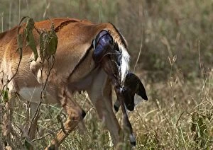 Impala - giving birth