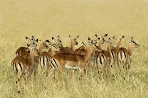 Images Dated 21st August 2003: Impala - group
