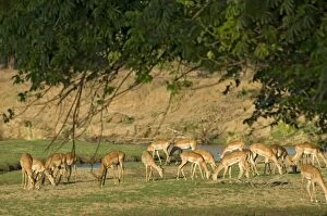 Images Dated 30th November 2011: Impala - herd grazing on sparse grass produced