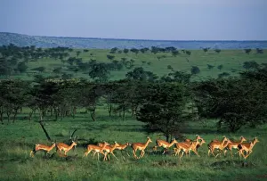 Impala A herd of Impala running Maasai Mara, Kenya, Africa