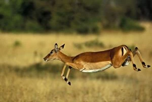 Impala - Leaping