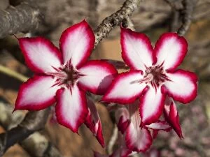 Adenium Gallery: Impala Lily