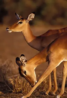Impala Maasai Mara, Kenya, Africa