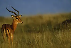 Impala. Maasai Mara National Park - kenya - Africa