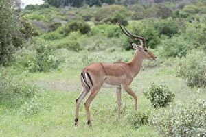 Images Dated 19th December 2008: Impala - Male