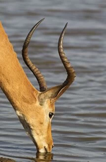 Impala - male drinking at the lakeshore