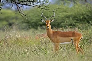 Impala - male individual standing in acacia grove