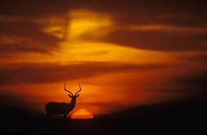 Impala - male sillhouetted at sunset