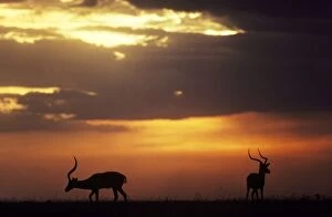 Impala - two males sillhouetted at dusk
