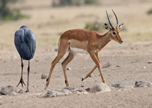 Impala - with Maribou Stork (Leptoptilos crumeniferus)