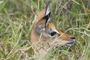 Images Dated 25th October 2005: Impala - newborn fawn (1-2 days old) hidden in grass - Masai Mara Triangle - Kenya