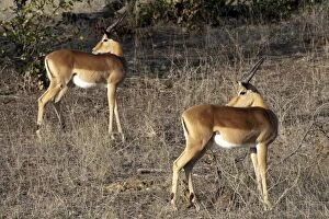 Impala pair looking behind